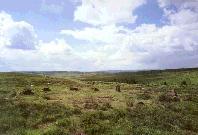 Barbrook I stone circle, Derbyshire (Photo: July 1988)