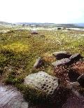 Idol Stone carved rock, West Yorkshire (Photo: July 1988)