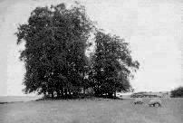 The Tinglestone long barrow, Gloucestershire (Photo: September 1990)